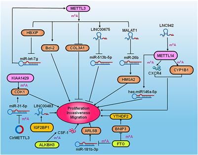 The Key Role of RNA Modification in Breast Cancer